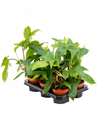 Plante in ghiveci - Philodendron 'Florida Green' 6 buc/set 25 cm