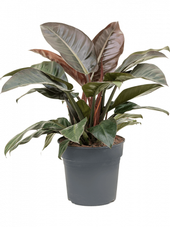 Plante in ghiveci - Philodendron ‘Imperial Red' 70 cm