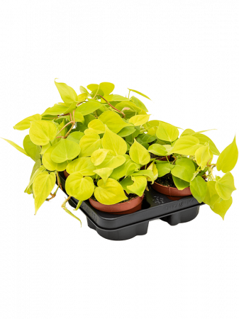Plante in ghiveci - Philodendron micans lime 10 buc/set 20 cm