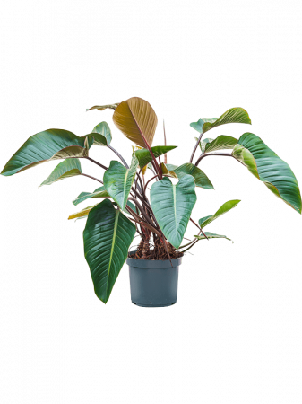 Plante in ghiveci - Philodendron 'Red Beauty' 110 cm