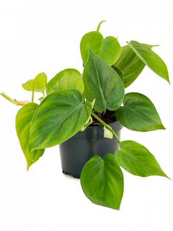 Philodendron scandens 10 buc/set 20 cm [1]