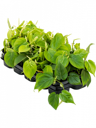 Plante Naturale - Philodendron scandens 10 buc/set 20 cm