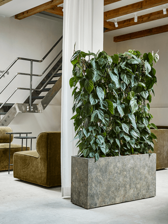 Philodendron scandens 120 cm [1]