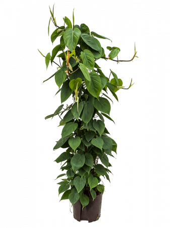 Plante in ghiveci - Philodendron scandens 120 cm
