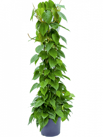 Plante in ghiveci - Philodendron scandens 130 cm
