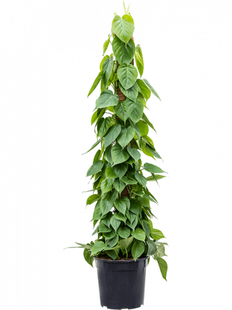 Plante in ghiveci - Philodendron scandens 150 cm