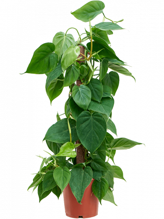 Plante in ghiveci - Philodendron scandens 80 cm