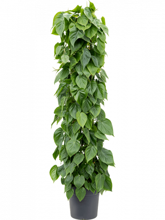 Plante in ghiveci - Philodendron scandens 160 cm