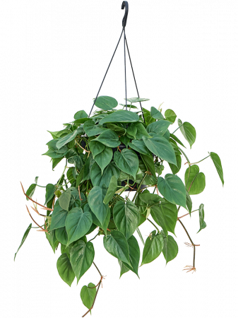 Filodendron - Philodendron scandens 80 cm