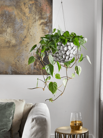 Philodendron scandens 80 cm [1]