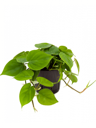 Filodendron - Philodendron scandens 25 cm