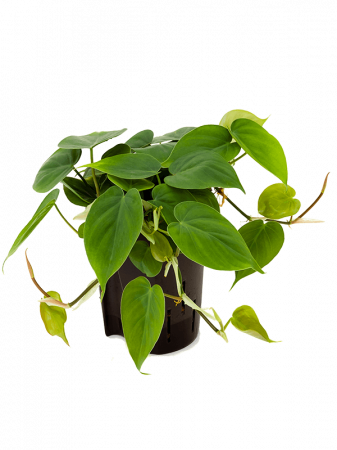 Filodendron - Philodendron scandens 30 cm