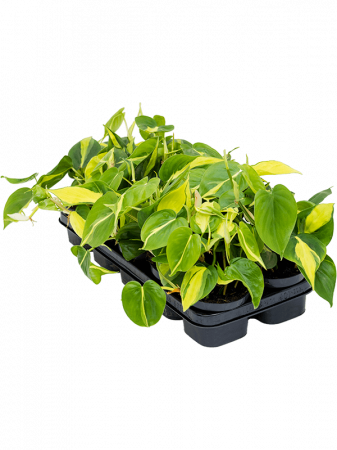 Plante Naturale - Philodendron scandens 'Brasil' 10 buc/set 20 cm