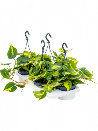 Filodendron - Philodendron scandens 'Brasil' 4 buc/set 30 cm