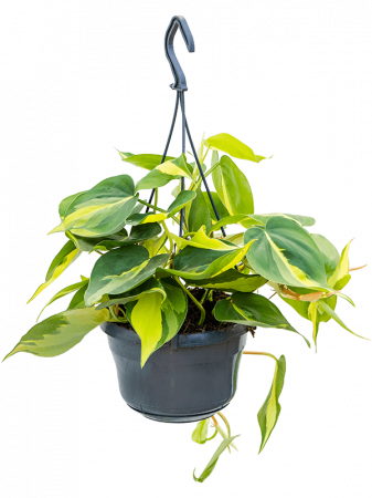 Philodendron scandens 'Brasil' 4 buc/set 30 cm [1]