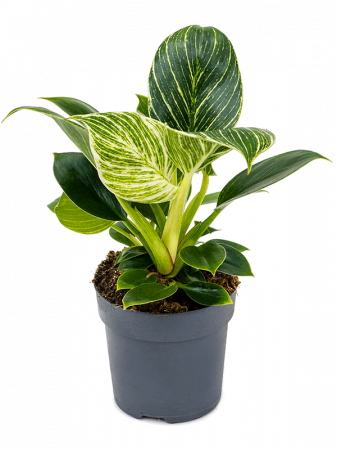 Philodendron 'White Wave' 9 buc/set 25 cm [1]