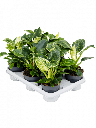 Plante in ghiveci - Philodendron 'White Wave' 9 buc/set 25 cm