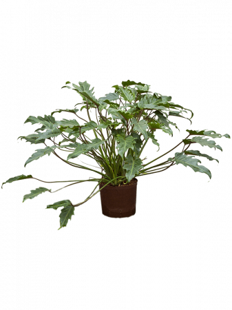 Plante Naturale - Philodendron 'Xanadu' 75 cm
