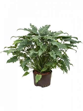 Plante in ghiveci - Philodendron 'Xanadu' 80 cm