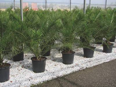 Plante Naturale - Phoenix Canariensis