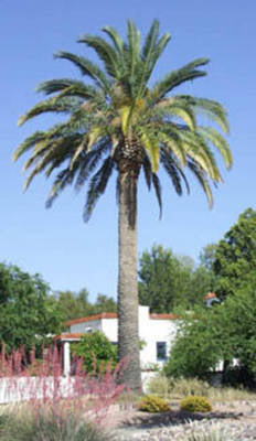 Plante Naturale - Phoenix Dactylifera