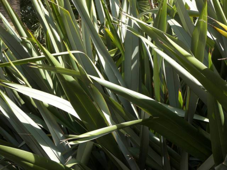 Arbori si arbusti naturali - Phormium Tenax