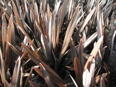 Arbori si arbusti naturali - Phormium Tenax Purpureum