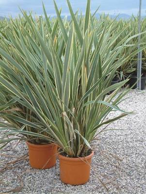 Plante Naturale - Phormium Tenax Variegatum