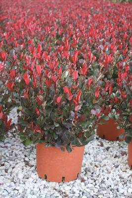 Plante Naturale - Photinia Fraseri 'Little Red Robin'