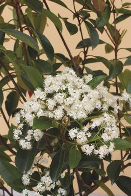 Arbori si arbusti naturali - Photinia Fraseri Red Robin
