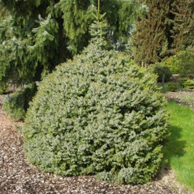 Arbori si arbusti naturali - Picea Omorika Nana