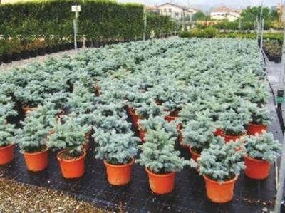 Plante Naturale - Picea Pungens Glauca Globosa (Nana)