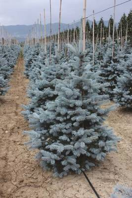 Arbori si arbusti naturali - Picea Pungens Hoopsii