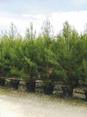 Arbori si arbusti naturali - Pinus Halepensis