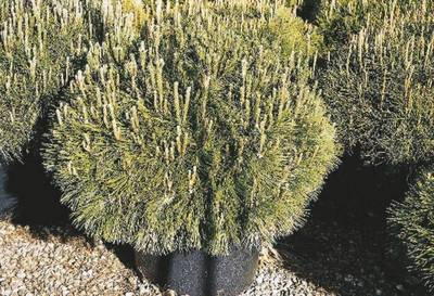 Arbori si arbusti naturali - Pinus Mugo Mops