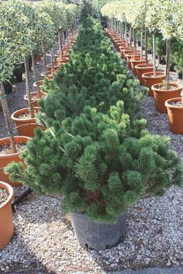 Arbori si arbusti naturali - Pinus Mugo Mughus