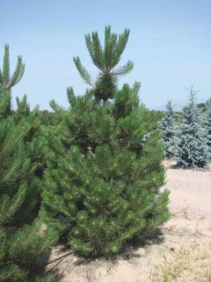 Arbori si arbusti naturali - Pinus Nigra Austriaca