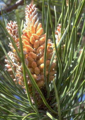 Arbori si arbusti naturali - Pinus Pinaster