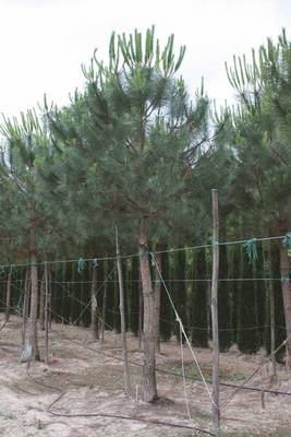 Arbori si arbusti naturali - Pinus Pinea