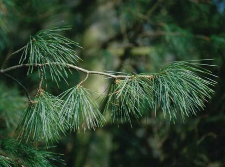 Arbori si arbusti naturali - Pinus Strobus Pendula