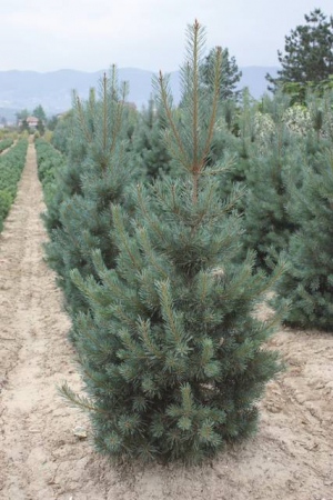 Plante Naturale - Pinus Sylvestris