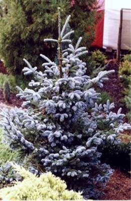 Plante Naturale - Pinus Sylvestris Fastigiata