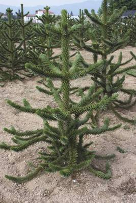 Arbori si arbusti naturali - Pinus Sylvestris Watereri (S. Nana)