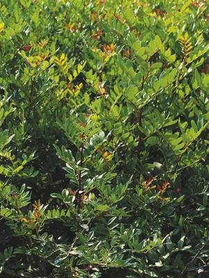 Arbori si arbusti naturali - Pistacia Lentiscus