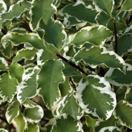 Plante Naturale - Pittosporum Tenuifolium