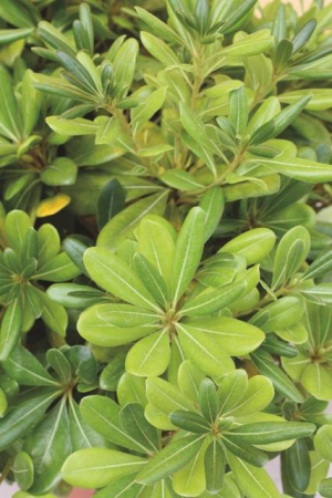 Arbori si arbusti naturali - Pittosporum Tobira