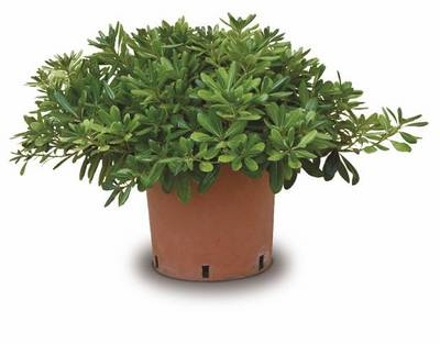 Plante Naturale - Pittosporum Tobira Nanum