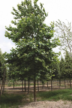 Plante Naturale - Platanus Acerifolia