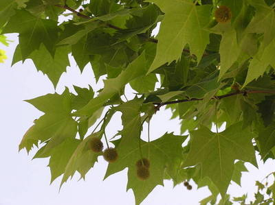 Plante Naturale - Platanus Hispanica