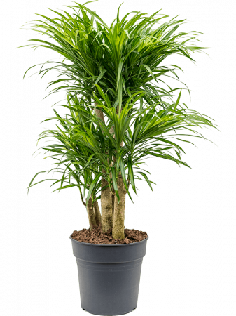 Plante Naturale - Pleomele (Dracaena) 'Anita Variegata' 80 cm